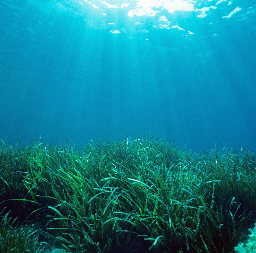 De fragiles herbiers de posidonie couvrent les petits fonds de Méditerranée