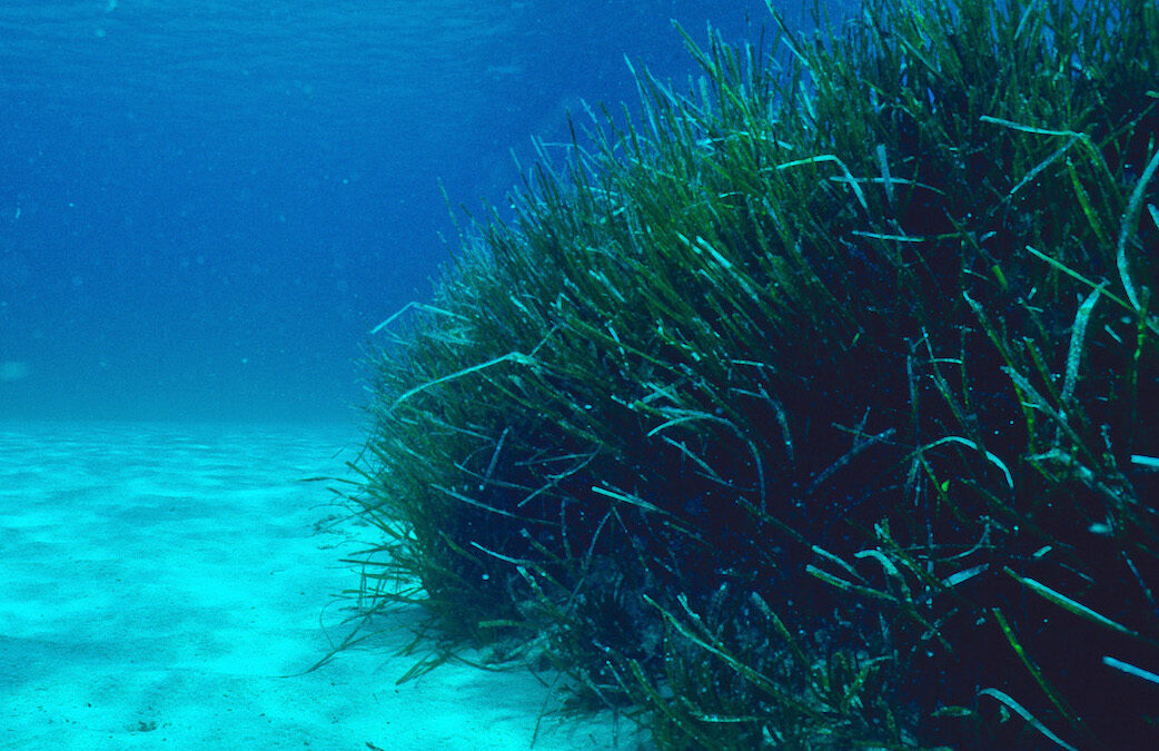 En justice,  une 4ème victoire en 2026 pour l&rsquo;Océan !