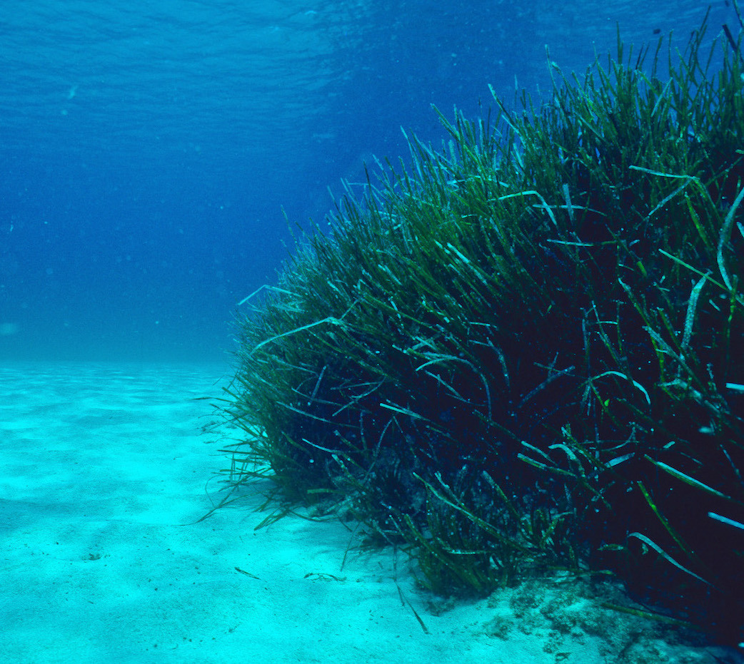 L'herbier de posidonie en Méditerranée