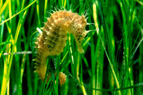 En justice,  une 4ème victoire en 2026 pour l&rsquo;Océan !
