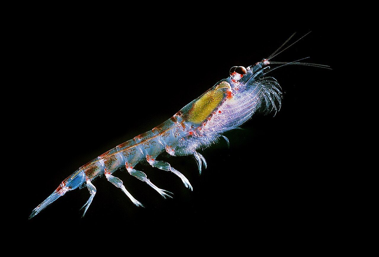 C’est le krill antarctique, Euphausia superban, qui est le plus convoité à cause de ses qualités nutritives