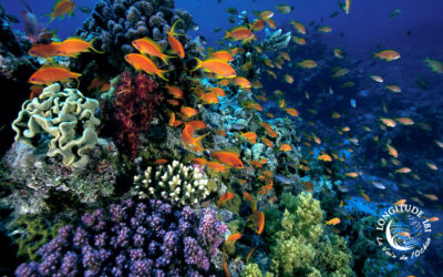 Interdépendances, Biodiversité et Réserve en libre évolution