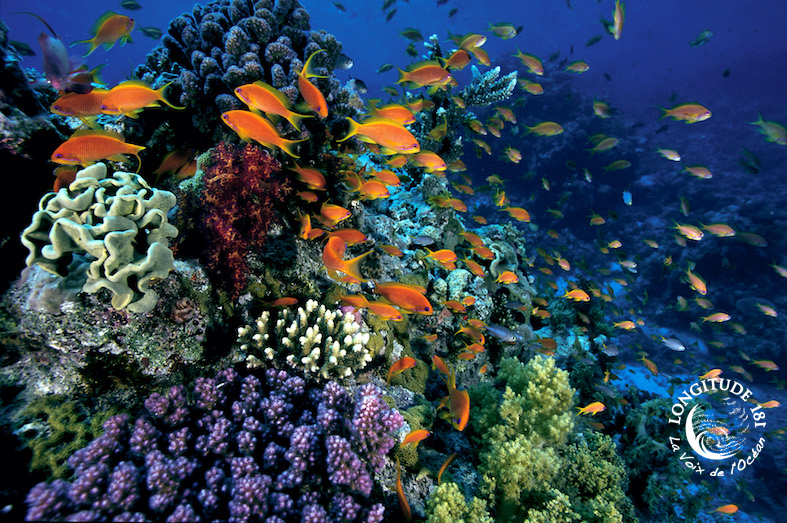 Interdépendances, Biodiversité et Réserve en libre évolution