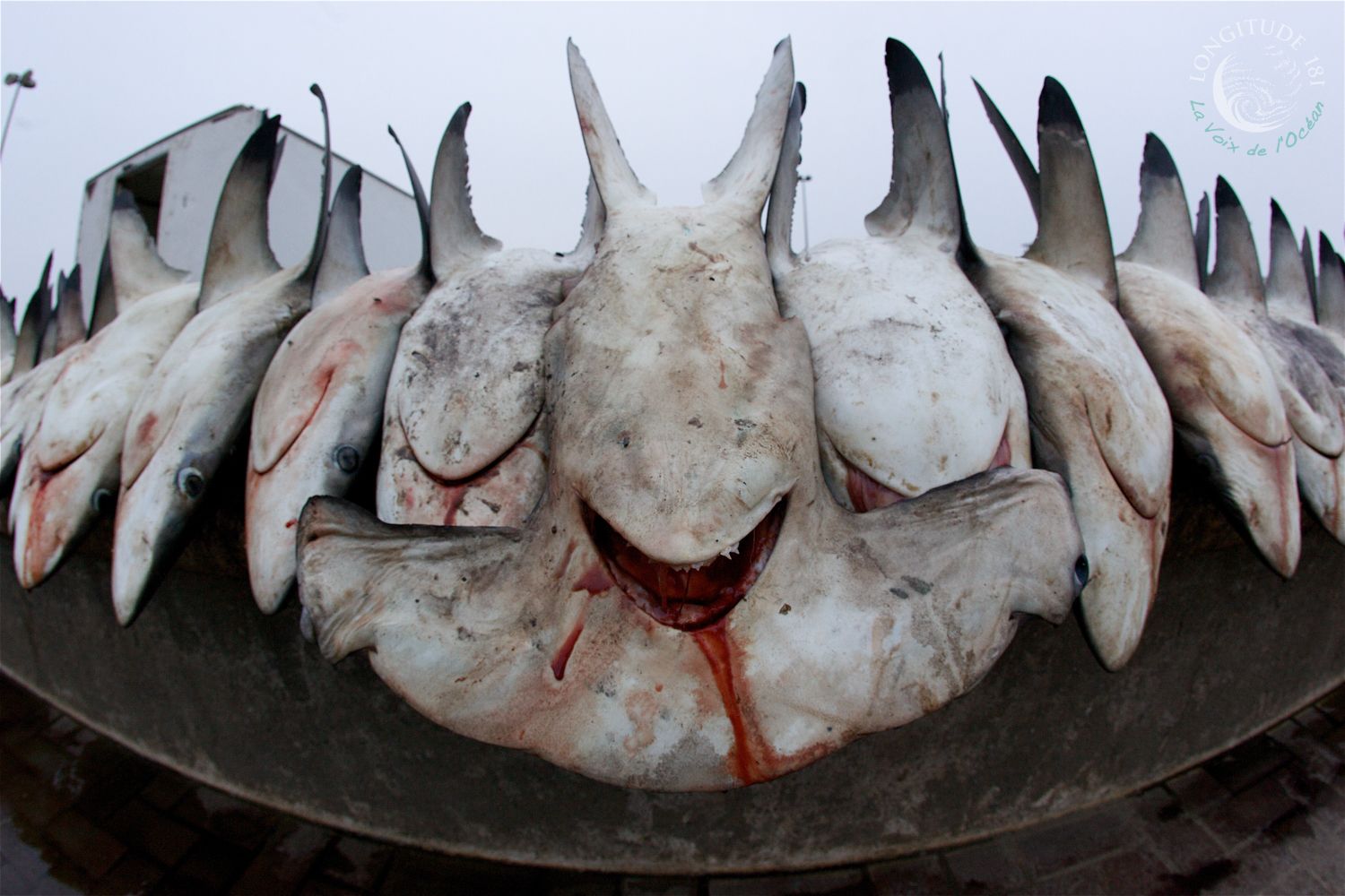 Déclin des populations de requins-marteaux en Méditerranée et l'urgence de leur protection © Longitude 181