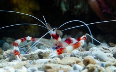 Le Krill : acteur de la Vie océanique et terrestre !
