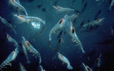 Le Krill : pièce maîtresse de l&rsquo;écosystème austral menacée  !