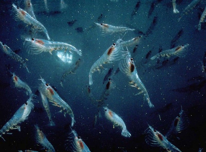 Le krill est à la base de nombreuses interdépendances marines et terrestres