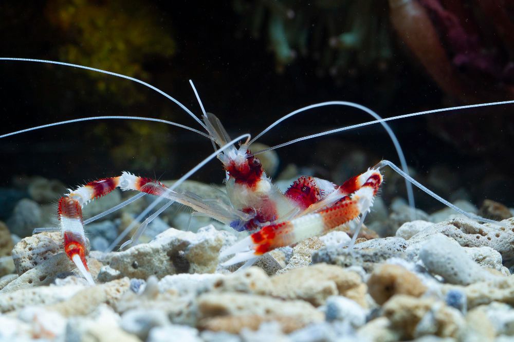 Le krill est à la base de nombreuses interdépendances marines et terrestres