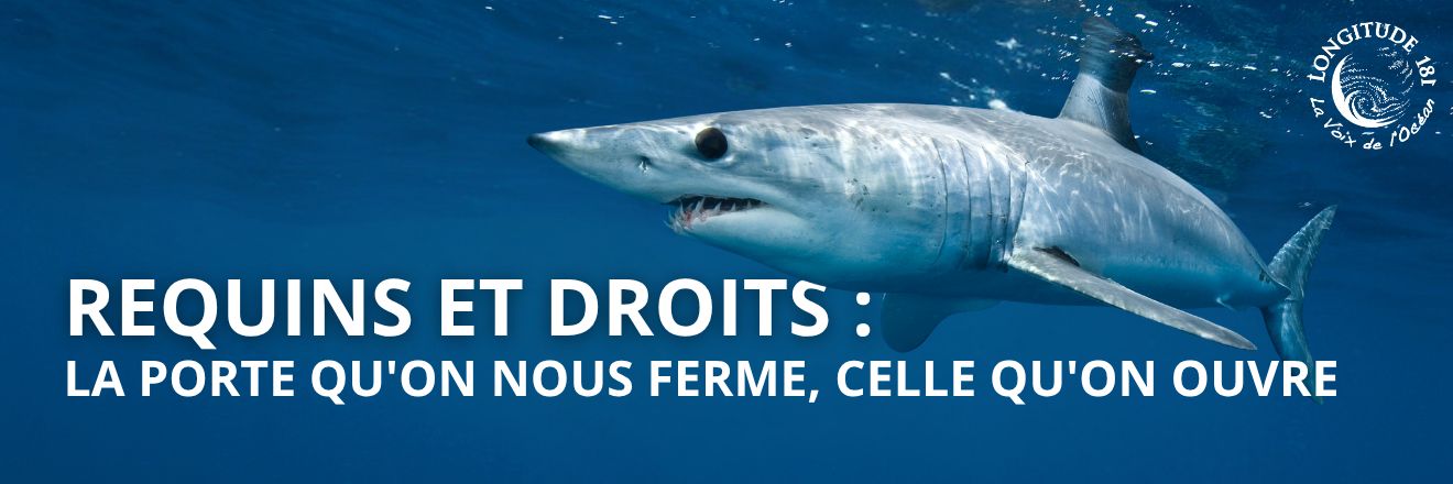 Les droits des requins Les droits des requins