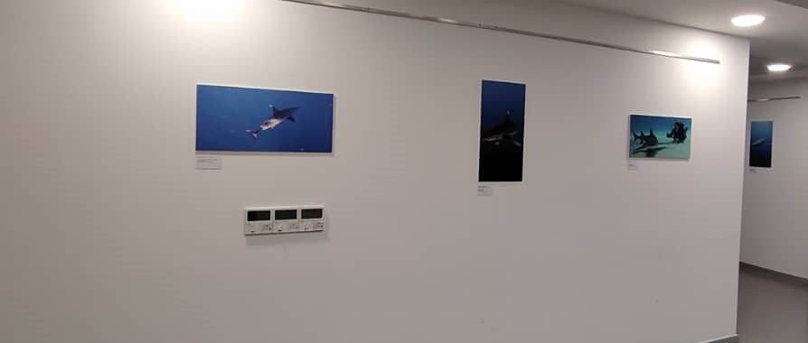 Panneaux photographiques de l'exposition « Regards de requins » présentant plusieurs espèces de requins © PROBIOM Emir Berkane
