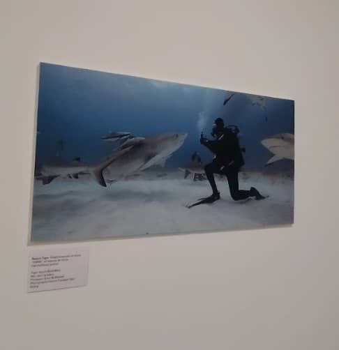 Photographie de requin présentée lors de l'exposition documentaire « Regards de requins » à Annaba © PROBIOM Emir Berkane