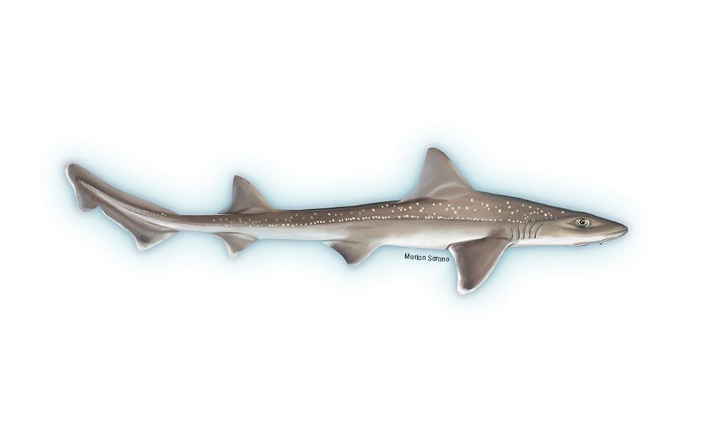Requin émissole tachetée (Mustelus asterias), espèce commercialisée sous le nom de chien de mer en Méditerranée Illustration © Marion Sarano