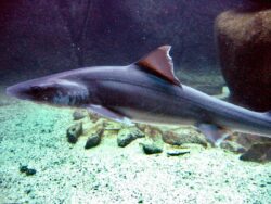 Requin émissole tachetée (Mustelus asterias), espèce commercialisée sous le nom de chien de mer en Méditerranée ©Thesupermat