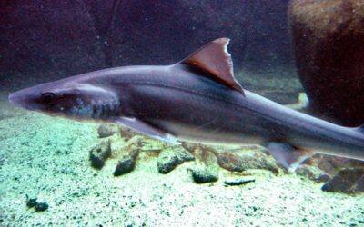 En Algérie, consommer du chien de mer ou pas ?