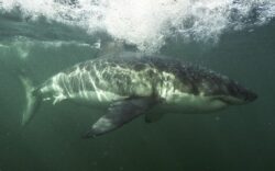 Grand Requin Blanc © V et F SARANO