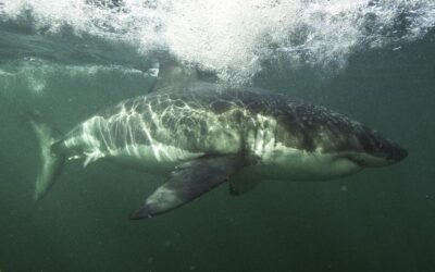Un requin blanc filmé en Méditerranée ?