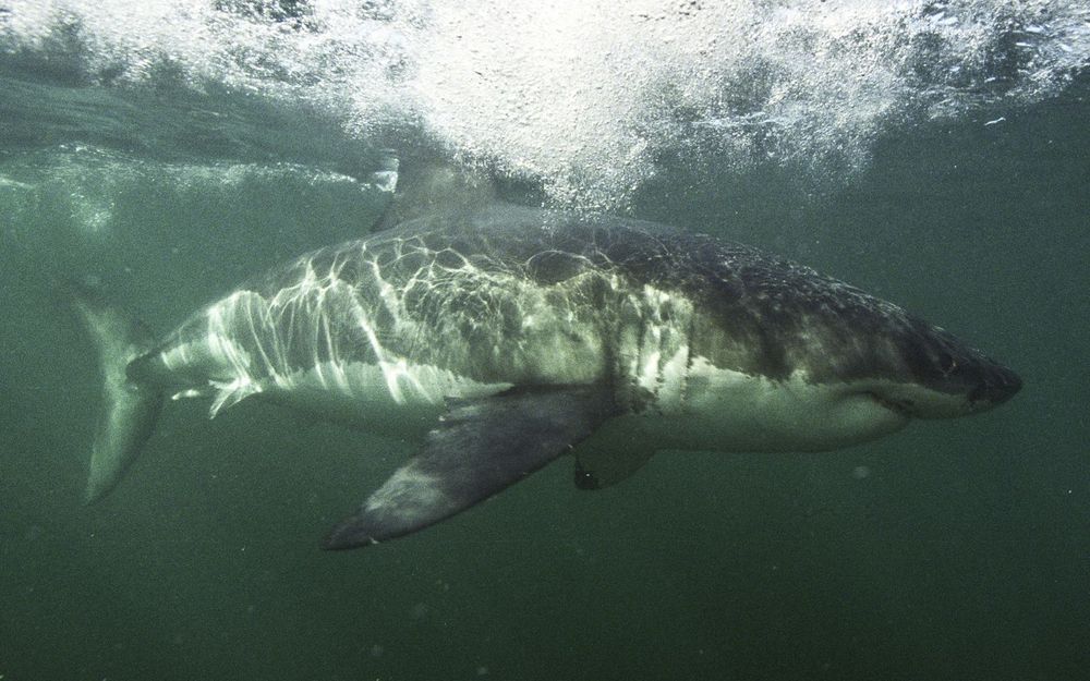 Un requin blanc filmé en Méditerranée !