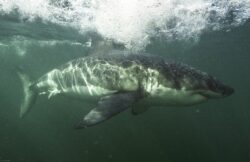 Grand Requin Blanc © VF SARANO