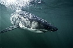 Requin Blanc © VF SARANO