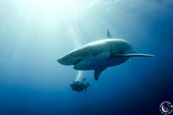 Requin blanc et François Sarano © Pascal Kobeh