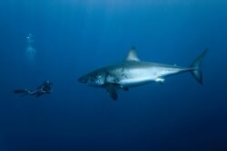 Requin blanc face à François Sarano © Pascal Kobeh