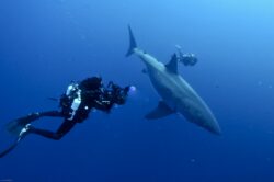 Requin blanc © Aldo Ferruci