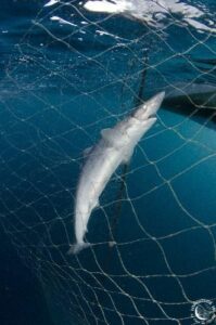Requin pris dans un filet - La 'pêche fantôme' qualifie un engin de pêche abandonné