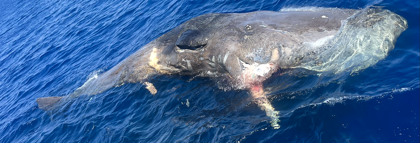 Cachalot mort, victime d'une collision
