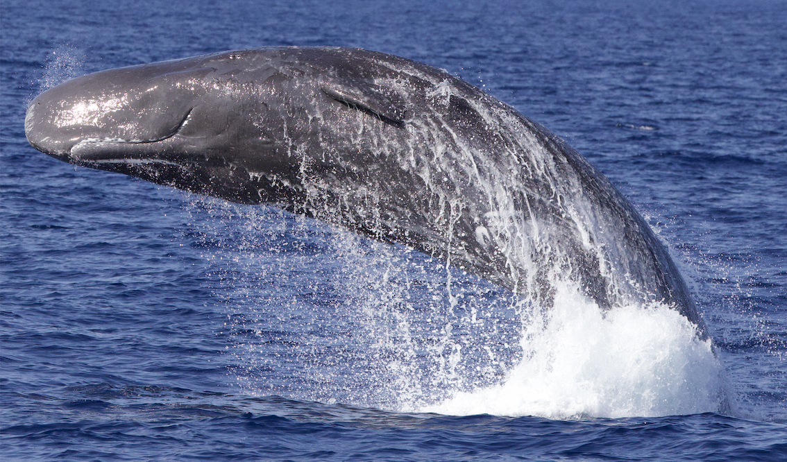 cachalot CABOTIN - mission WhaleWay 4 de Longitude181-CIAN