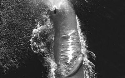 Pas de navire à grande vitesse dans le sanctuaire Pelagos !