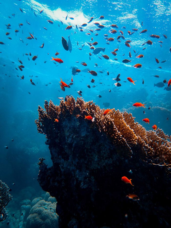Banc de poissons nageant au-dessus d’un récif de corail Banc de poissons nageant au-dessus d’un récif de corail